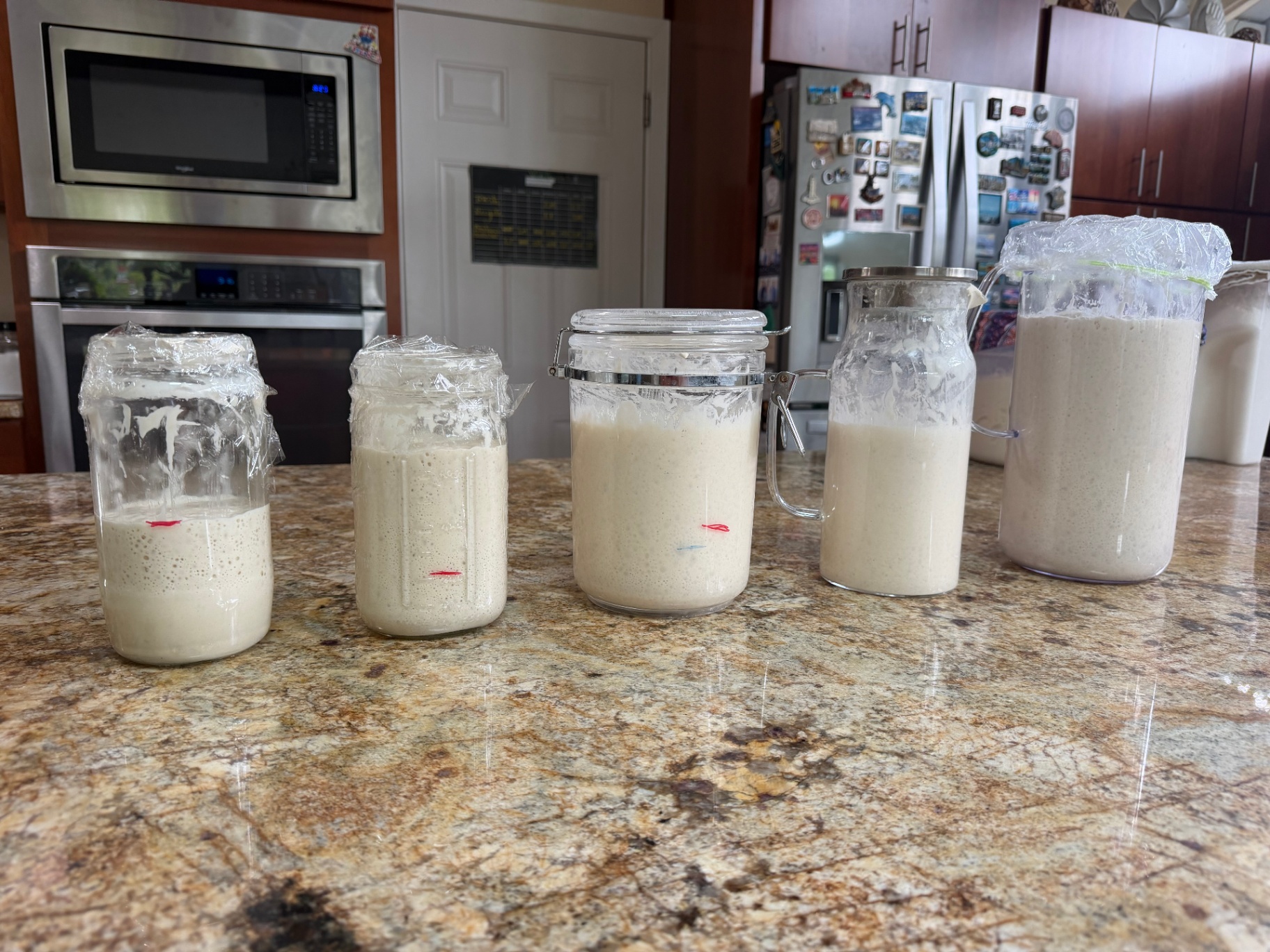 A lineup of active starters rising on the counter